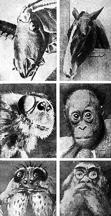 Парные фотографии из журнала «Ёж» (1928. № 12): кузнечик и лошадь, муха и обезьяна, голова паука и «голова профессора».